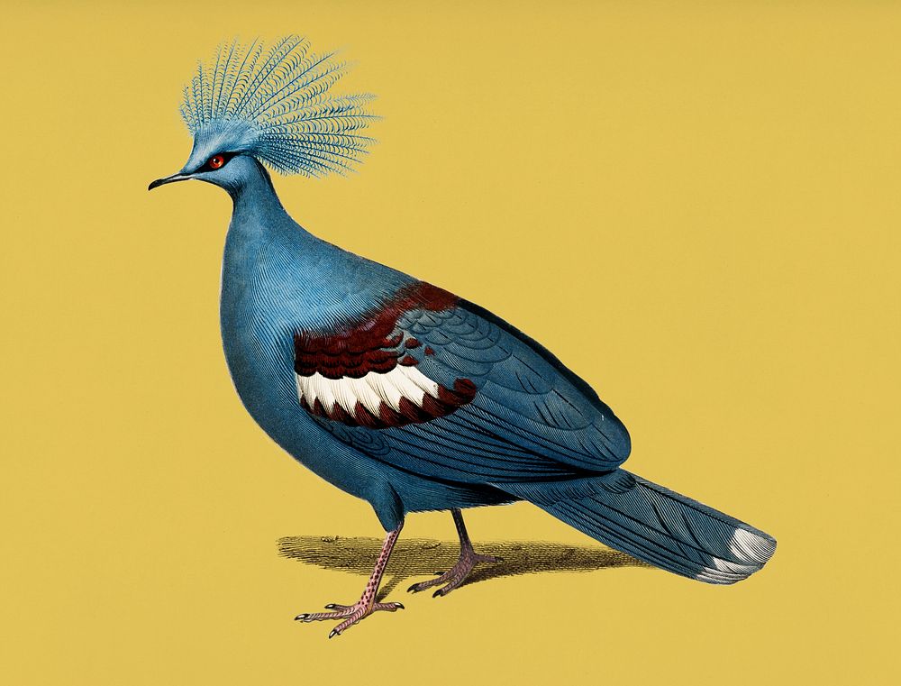Vintage Illustration of Crowned pigeon.