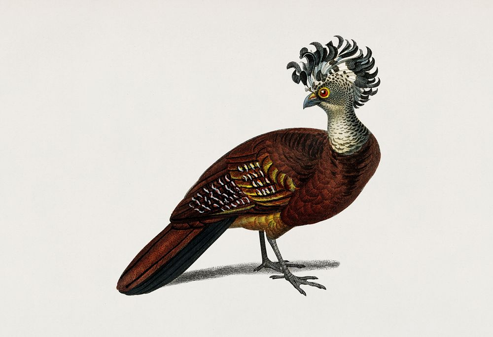 Female great curassow (Hocco roux) illustrated by Charles Dessalines D' Orbigny (1806-1876). Digitally enhanced from our own…