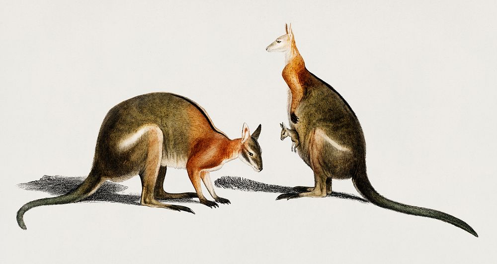 The red kangaroo (Macropus rufus) illustrated by Charles Dessalines D' Orbigny (1806-1876). Digitally enhanced from our own…