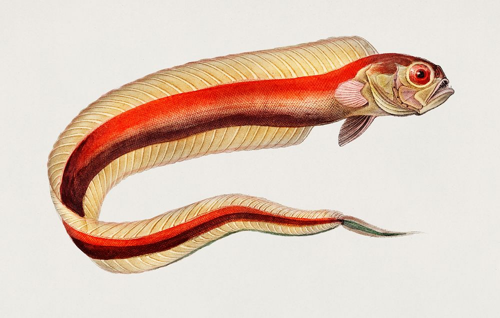 Bandfish (Cepola macrophthalmaz) illustrated by Charles Dessalines D' Orbigny (1806-1876). Digitally enhanced from our own…