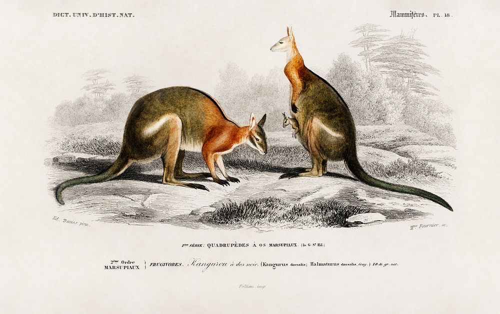 Macropus illustrated by Charles Dessalines D' Orbigny (1806-1876). Digitally enhanced from our own 1892 edition of…