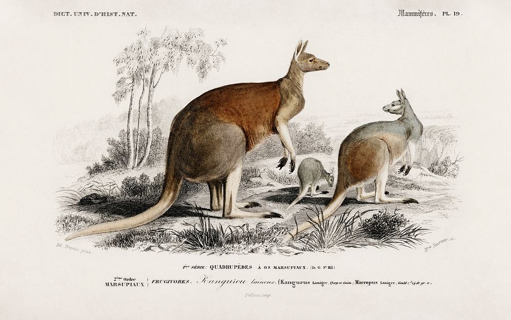 The red kangaroo (Macropus rufus) illustrated by Charles Dessalines D' Orbigny (1806-1876). Digitally enhanced from our own…