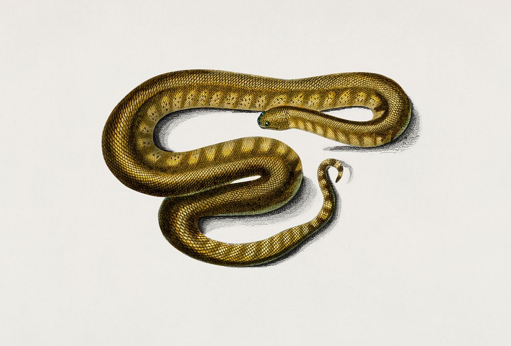Elephant trunk snake (Acrochordus Javanicus) illustrated by Charles Dessalines D' Orbigny (1806-1876). Digitally enhanced…