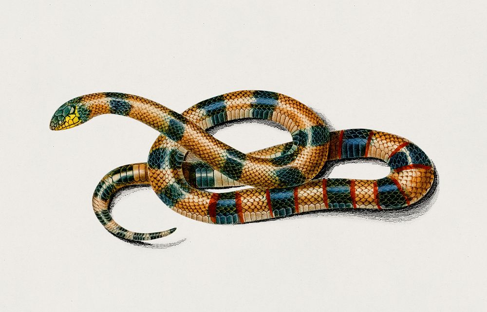 Coral Snake (Elaps Corallinus) illustrated by Charles Dessalines D' Orbigny (1806-1876). Digitally enhanced from our own…