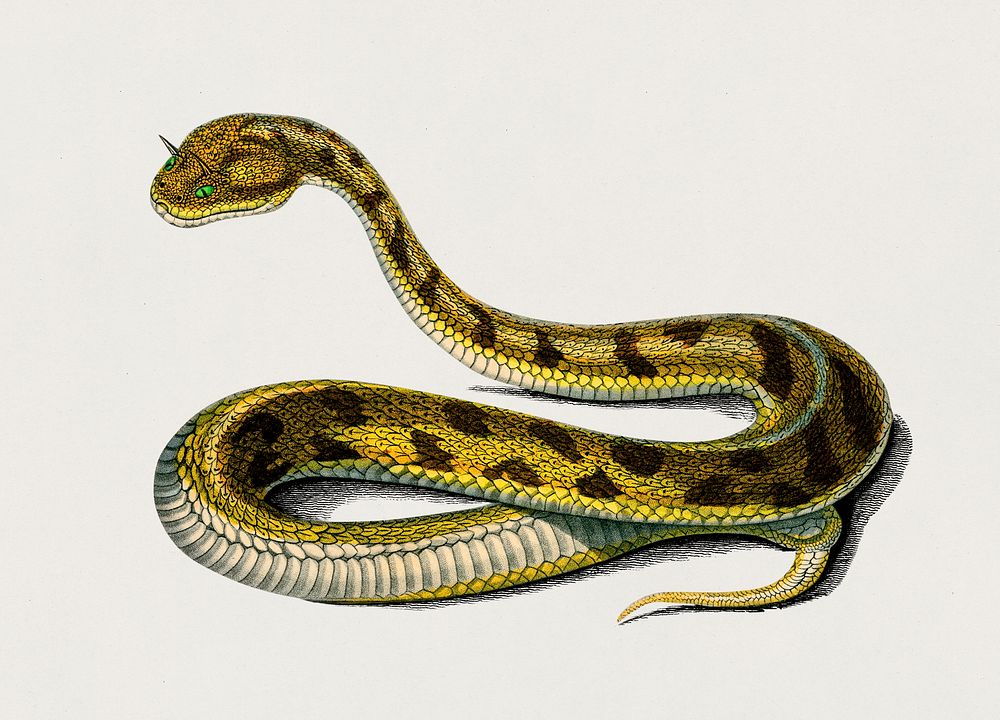 Saharan horned Viper (Cerastes) illustrated by Charles Dessalines D' Orbigny (1806-1876). Digitally enhanced from our own…