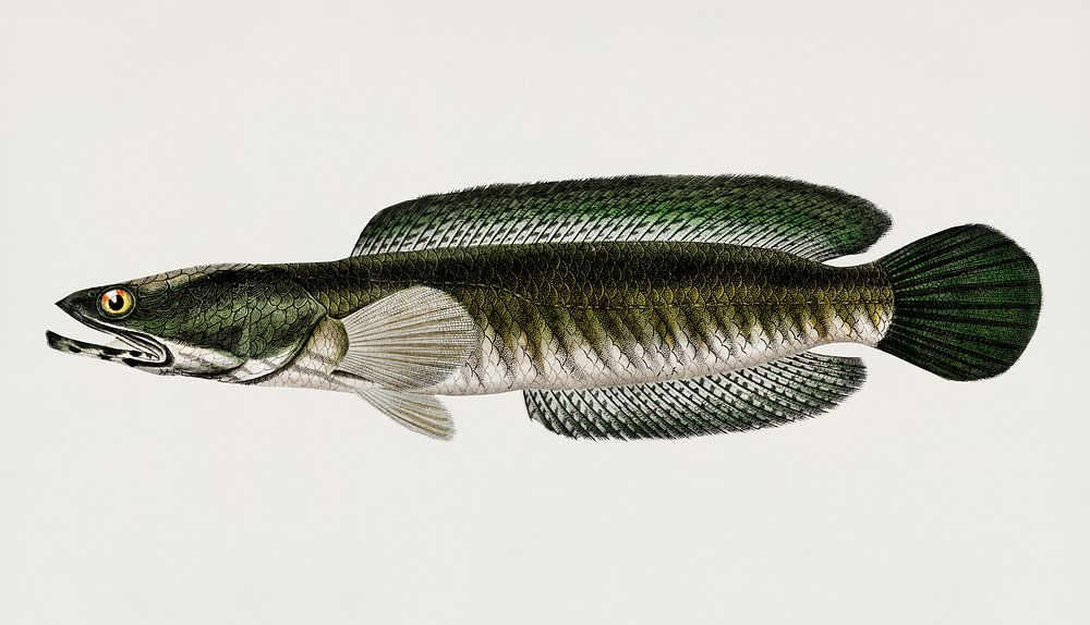 Striped snakehead (Channa striata) illustrated by Charles Dessalines D' Orbigny (1806-1876). Digitally enhanced from our own…