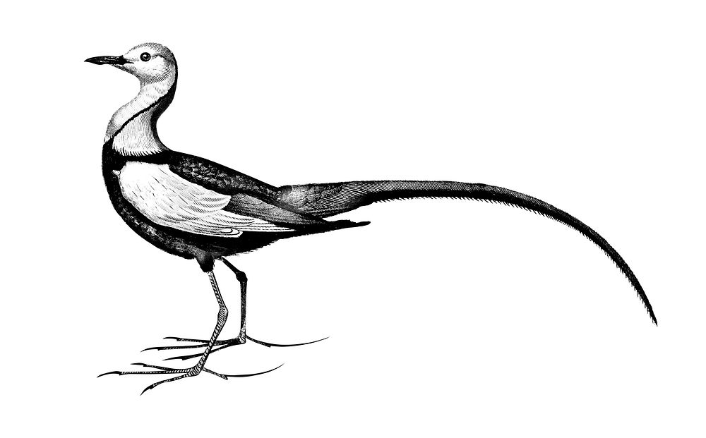 Vintage illustrations of Pheasant-tailed jacana