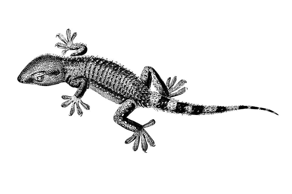 Vintage illustrations of Lilford'swall lizard