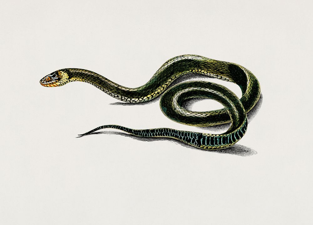 Grass Snake (Tropidonote &aacute; Collier) illustrated by Charles Dessalines D' Orbigny (1806-1876). Digitally enhanced from…
