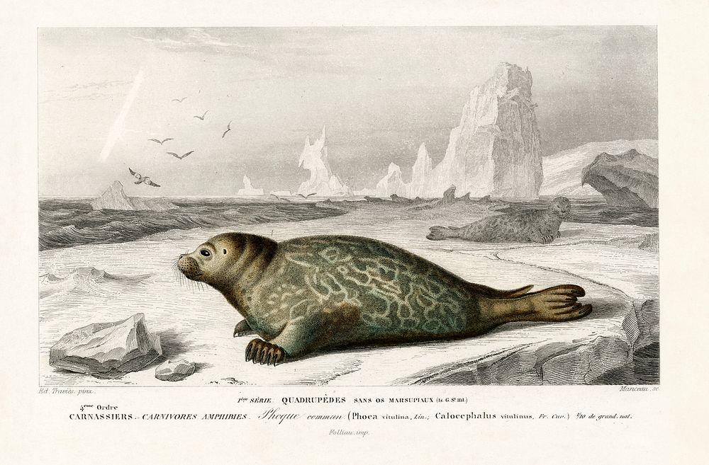 Phoca illustrated by Charles Dessalines D' Orbigny (1806-1876). Digitally enhanced from our own 1892 edition of Dictionnaire…