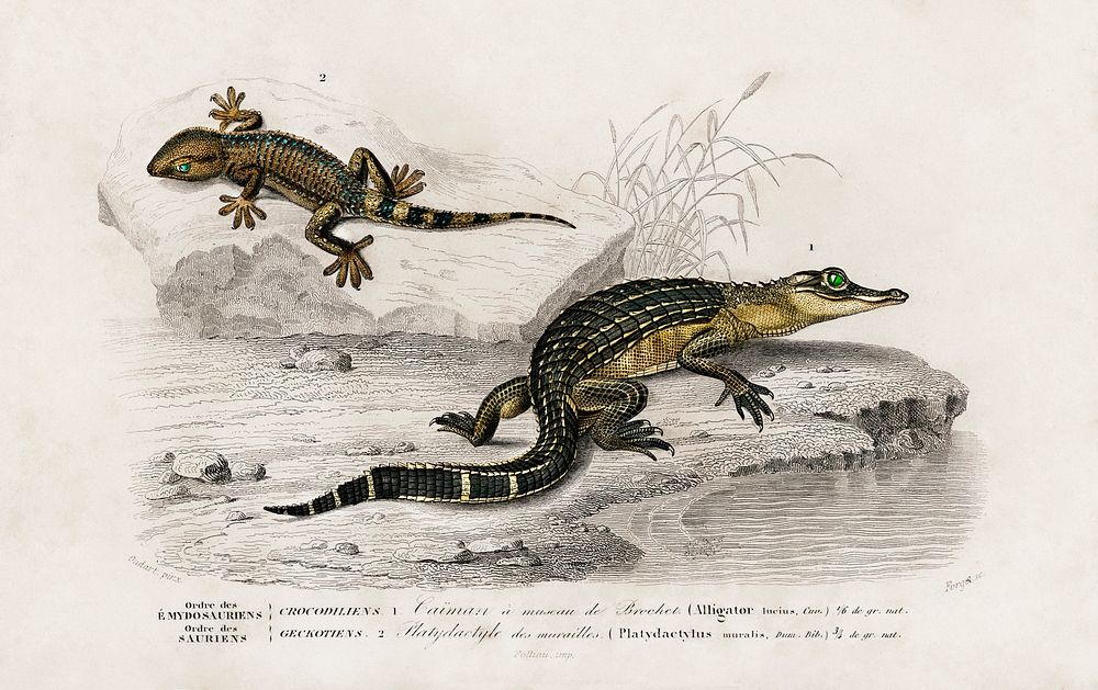 Alligator (Alligator incius) and Lilford'swall lizard (Podarcis lilfordi) illustrated by Charles Dessalines D' Orbigny (1806…