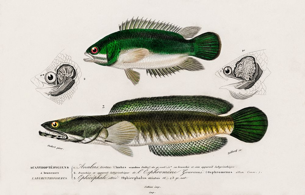 Different types of fishes illustrated by Charles Dessalines D' Orbigny (1806-1876) Digitally enhanced from our own 1892…
