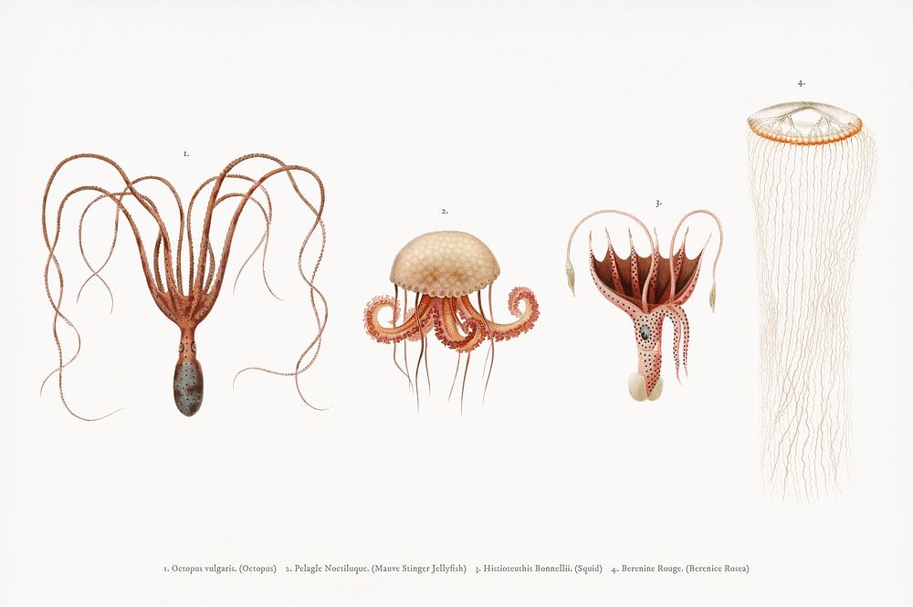 Different types of marine life illustrated by Charles Dessalines D' Orbigny (1806-1876). Digitally enhanced from our own…