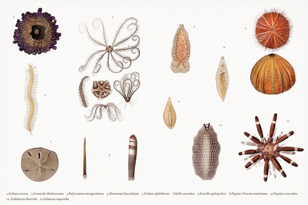Different types of sea urcnhins illustrated by Charles Dessalines D' Orbigny (1806-1876) Digitally enhanced from our own…