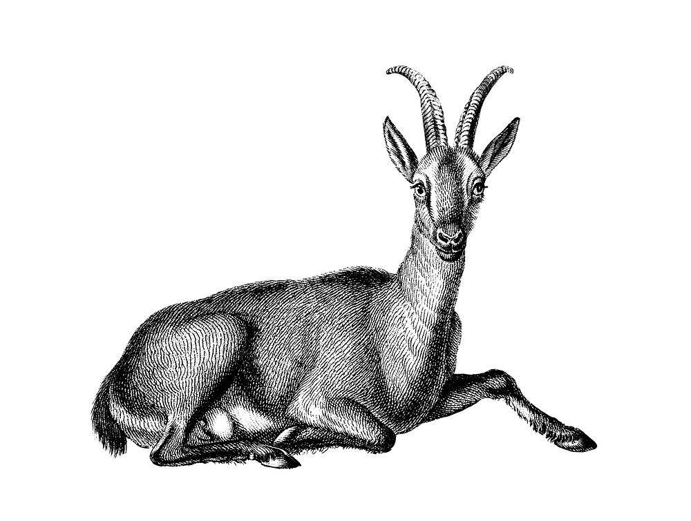 Vintage illustrations of Wild goat