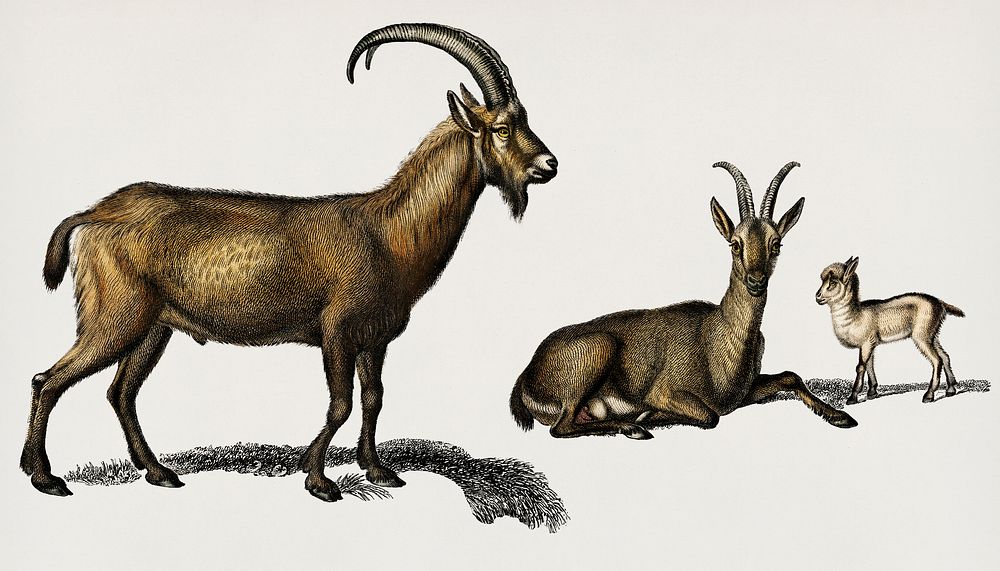 Wild goat (Capra Agagrus) illustrated by Charles Dessalines D' Orbigny (1806-1876). Digitally enhanced from our own 1892…