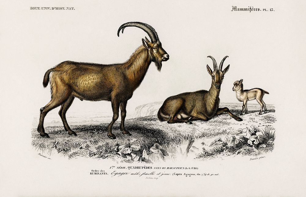 Wild goat (Capra Agagrus) illustrated by Charles Dessalines D' Orbigny (1806-1876). Digitally enhanced from our own 1892…