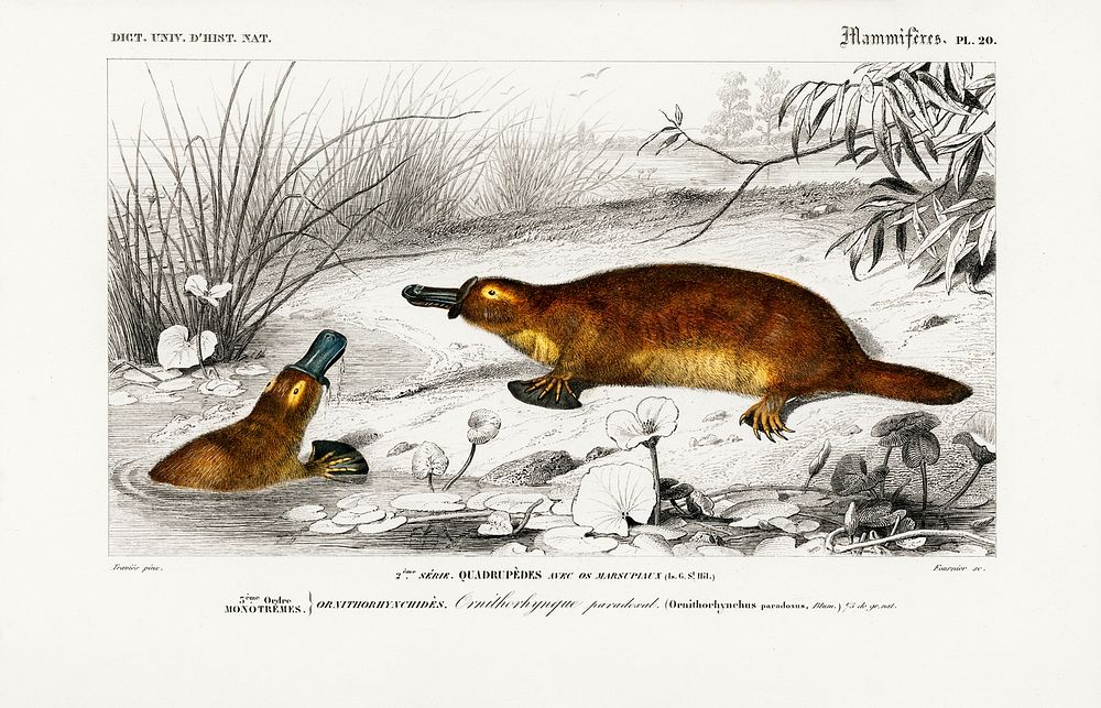 Platypus (Ornithorhynchus Paradoxus) illustrated by Charles Dessalines D' Orbigny (1806-1876). Digitally enhanced from our…