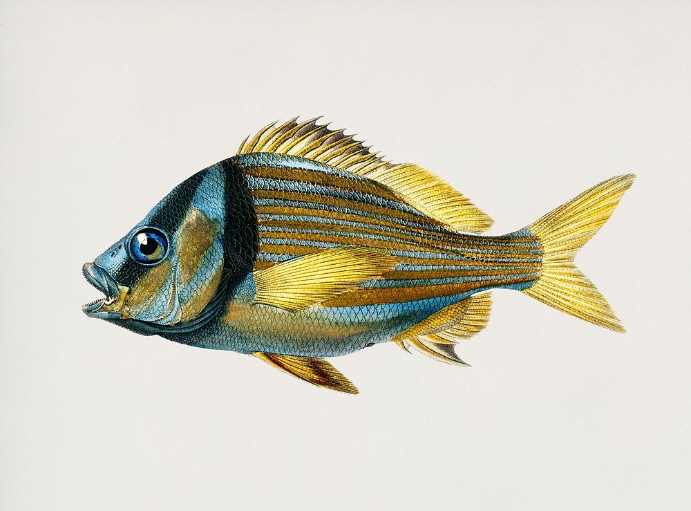 Porkfish (Pristipoma virginianum) illustrated by Charles Dessalines D' Orbigny (1806-1876). Digitally enhanced from our own…