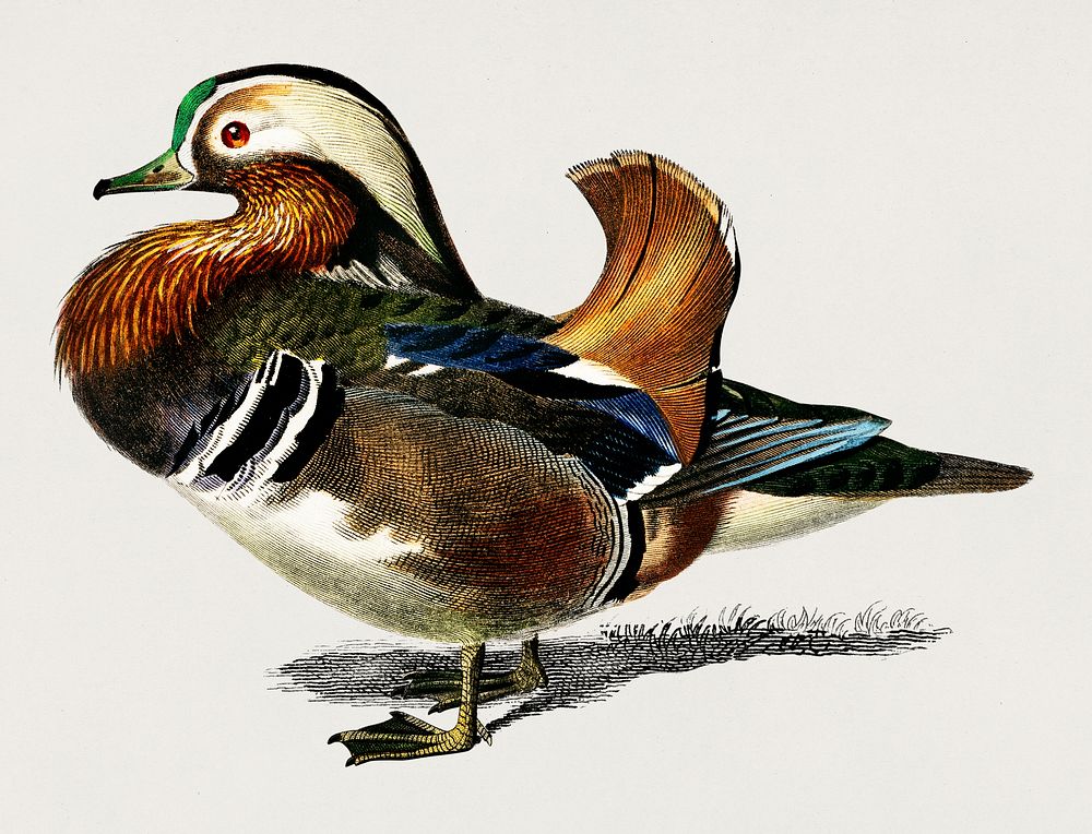 Mandarin duck (Aix galericulata) illustrated by Charles Dessalines D' Orbigny (1806-1876). Digitally enhanced from our own…
