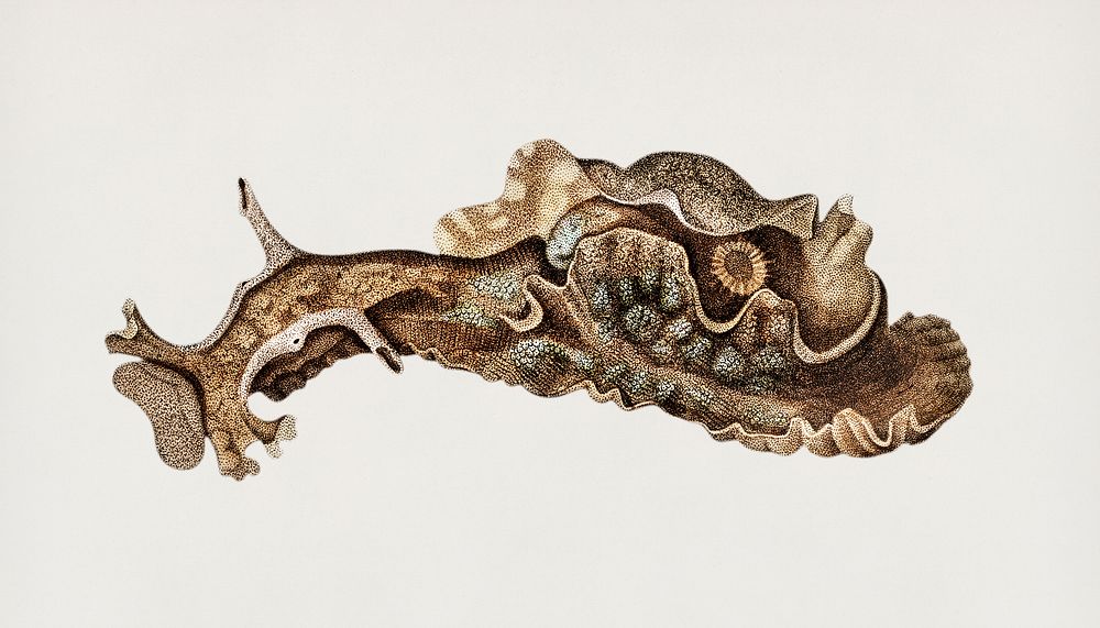 Sea slug (Aplysia punctata) illustrated by Charles Dessalines D' Orbigny (1806-1876). Digitally enhanced from our own 1892…
