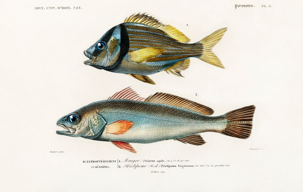 Porkfish (Pristipoma virginianum) and Shade-fish (Sciaena aquila) illustrated by Charles Dessalines D' Orbigny (1806-1876).…