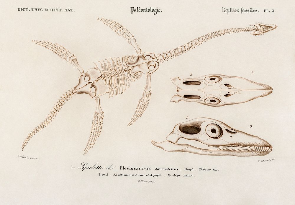 Plesiosaurus illustrated by Charles Dessalines D' Orbigny (1806-1876). Digitally enhanced from our own 1892 edition of…