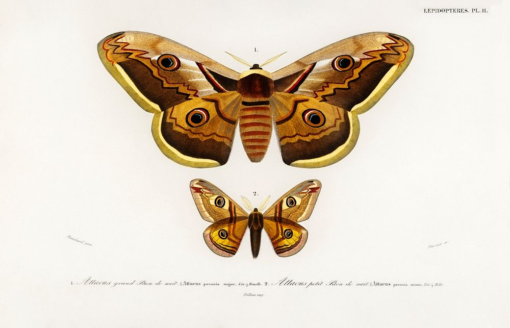 Emporor moths illustrated by Charles Dessalines D' Orbigny (1806-1876). Digitally enhanced from our own 1892 edition of…