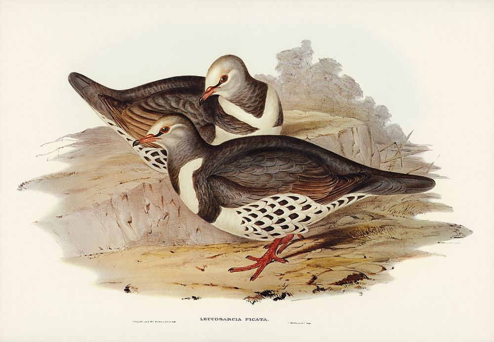 Wonga-wonga Pigeon (Leucosarcia picata) illustrated by Elizabeth Gould (1804&ndash;1841) for John Gould&rsquo;s (1804-1881)…