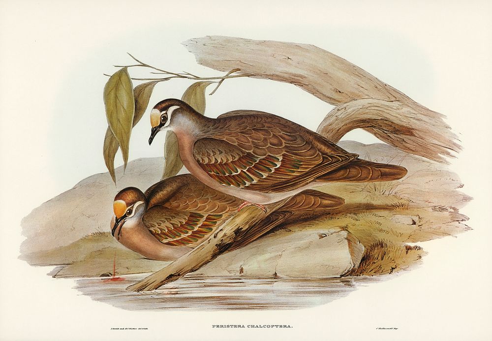 Bronze-winged Pigeon (Peristera chalcoptera) illustrated by Elizabeth Gould (1804&ndash;1841) for John Gould&rsquo;s (1804…