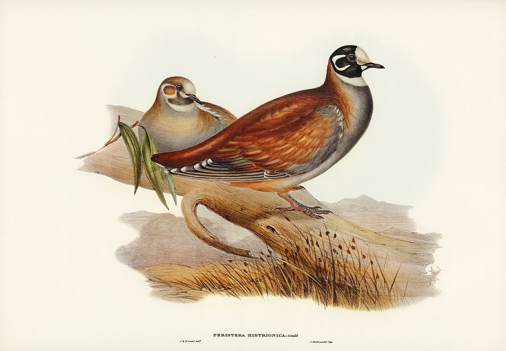 Harlequin Bronze-wing (Peristera histrionica) illustrated by Elizabeth Gould (1804&ndash;1841) for John Gould&rsquo;s (1804…
