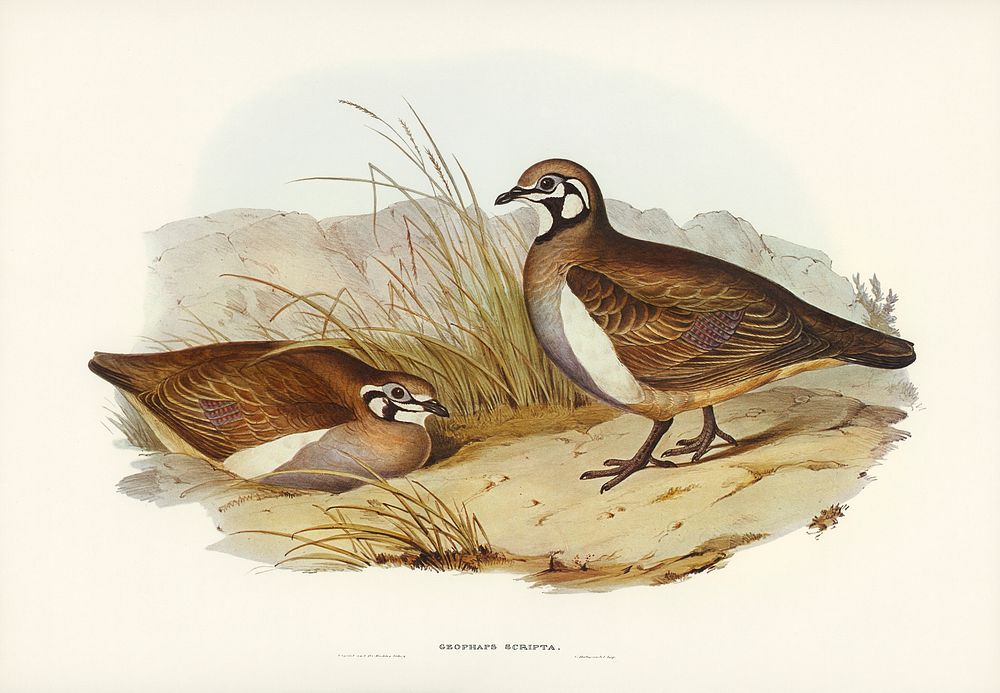 Partridge Bronze-wing (Geophaps scripta) illustrated by Elizabeth Gould (1804&ndash;1841) for John Gould&rsquo;s (1804-1881)…