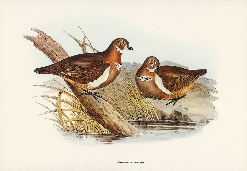Smith's Partridge Bronze-wing (Geophaps Smithii) illustrated by Elizabeth Gould (1804&ndash;1841) for John Gould&rsquo;s…