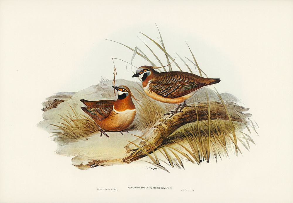 Plumed Partridge Bronze-wing (Geophaps plumifera) illustrated by Elizabeth Gould (1804&ndash;1841) for John Gould&rsquo;s…