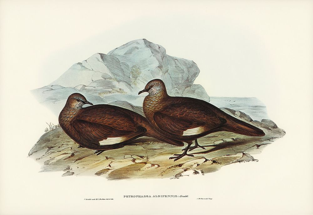 White-quilled Rock Dove (Petrophassa albipennis) illustrated by Elizabeth Gould (1804&ndash;1841) for John Gould&rsquo;s…