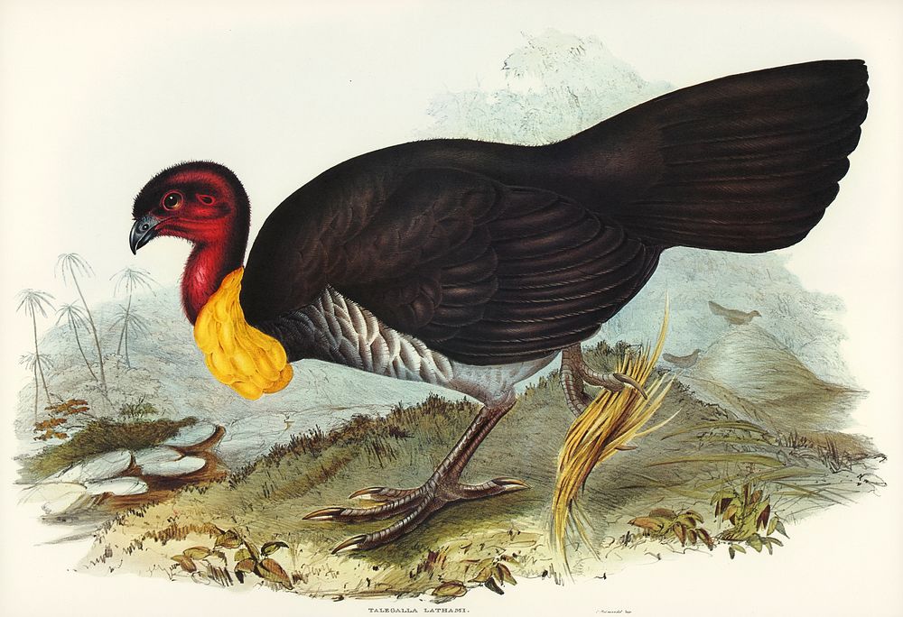 Brush turkey (Talegalla Lathamii) illustrated by Elizabeth Gould (1804&ndash;1841) for John Gould&rsquo;s (1804-1881) Birds…