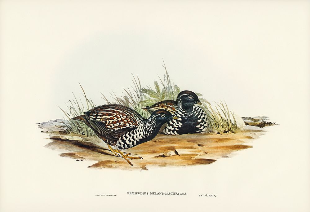 Black-breasted Hemipode (Hemipodius melanogaster) illustrated by Elizabeth Gould (1804&ndash;1841) for John Gould&rsquo;s…