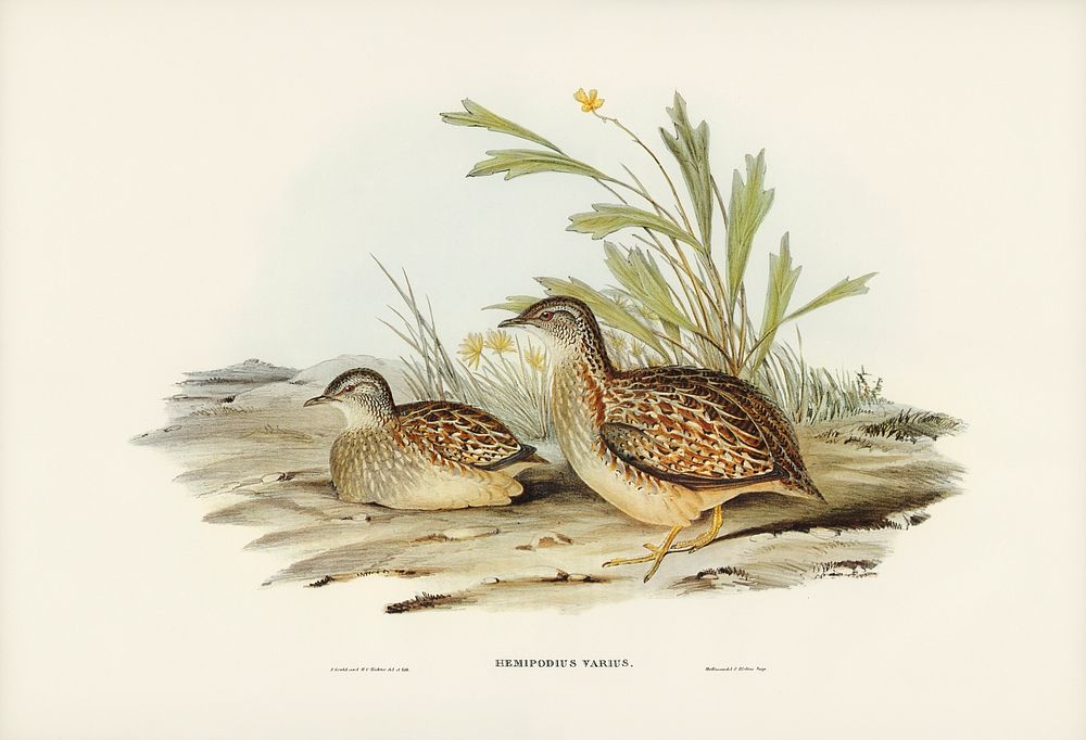 Varied Hemipode (Hemipodius Varius) illustrated by Elizabeth Gould (1804&ndash;1841) for John Gould&rsquo;s (1804-1881)…