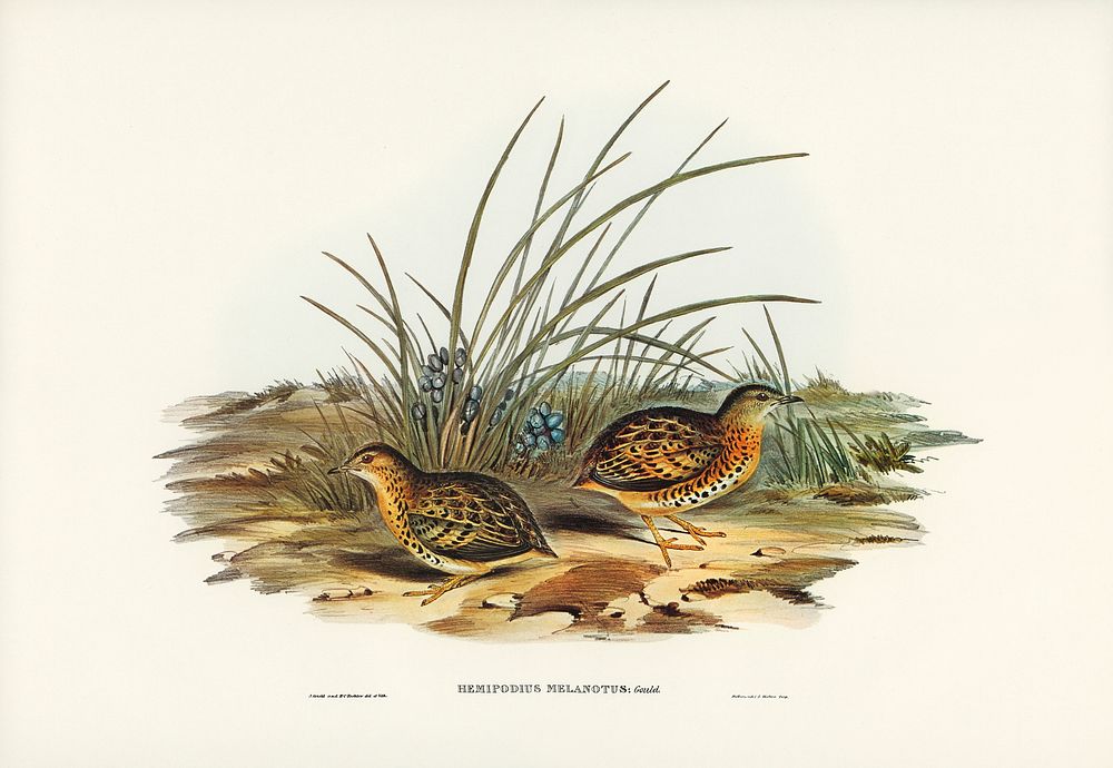 Black-backed Hemipode (Hemipodius melanotus) illustrated by Elizabeth Gould (1804&ndash;1841) for John Gould&rsquo;s (1804…