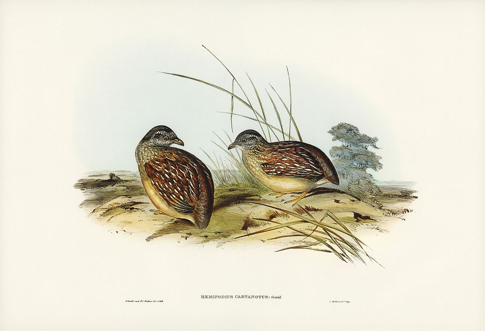 Chestnut-backed Hemipode (Hemipodius castanotus) illustrated by Elizabeth Gould (1804&ndash;1841) for John Gould&rsquo;s…