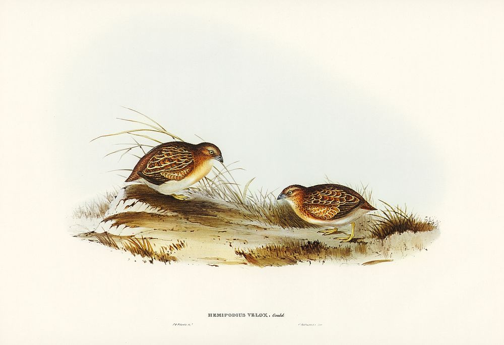 Swift-flying Hemipode (Hemipodius velox) illustrated by Elizabeth Gould (1804&ndash;1841) for John Gould&rsquo;s (1804-1881)…