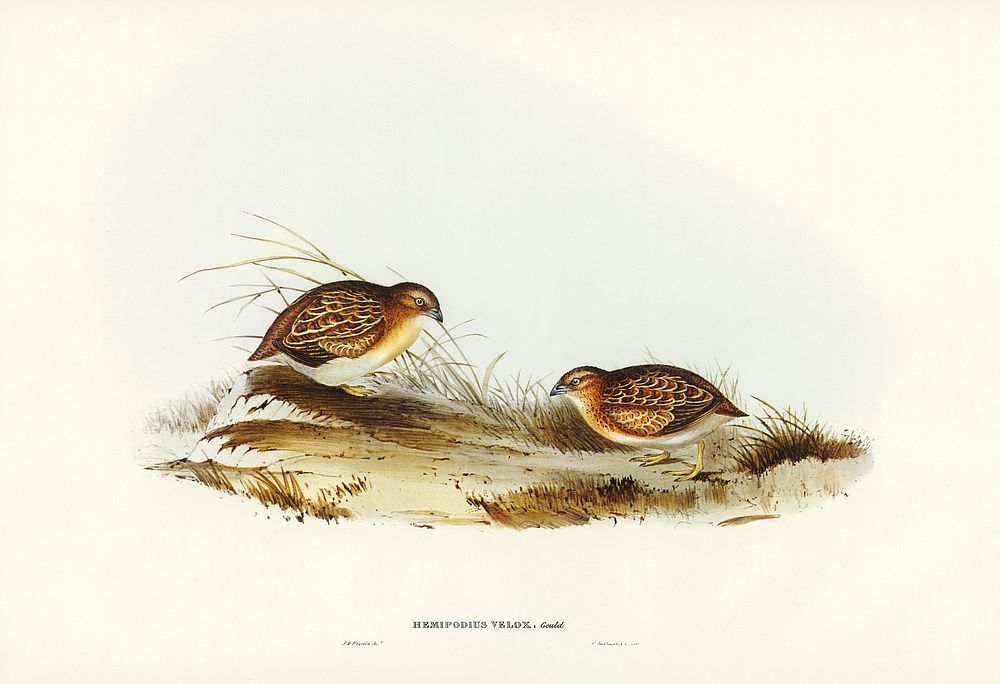 Swift-flying Hemipode (Hemipodius velox) illustrated by Elizabeth Gould (1804–1841) for John Gould’s (1804-1881) Birds of…