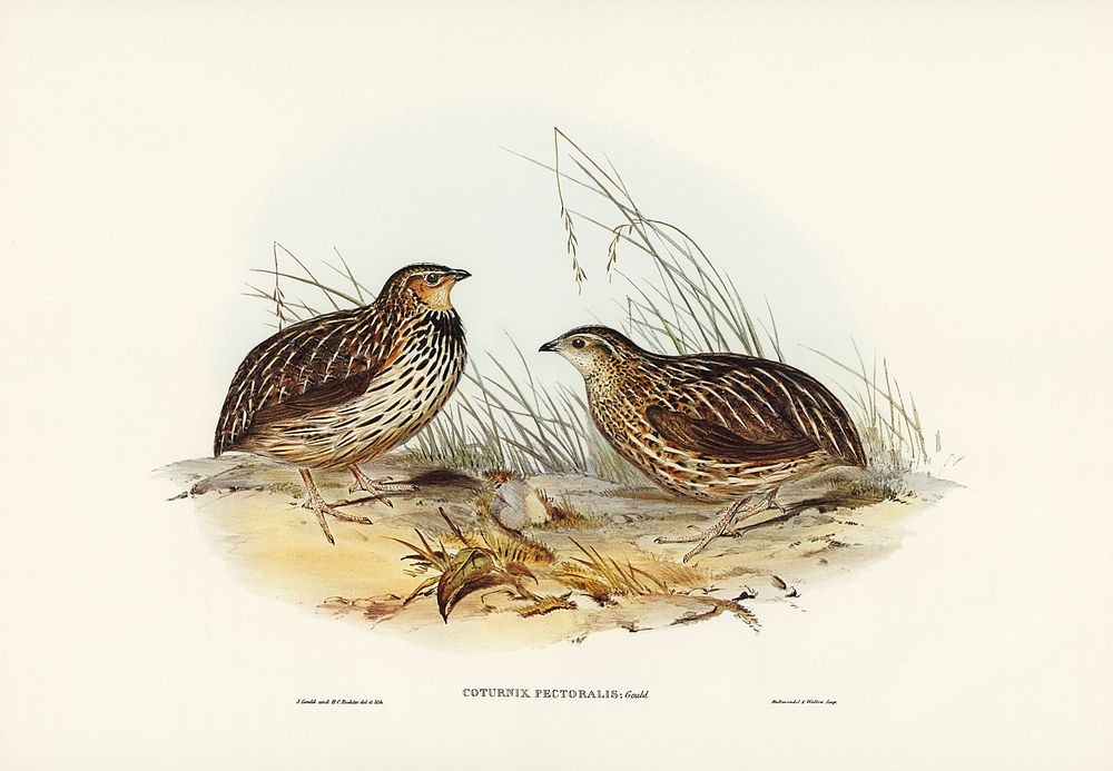 Pectoral Quail (Coturnix pectoralis) illustrated by Elizabeth Gould (1804&ndash;1841) for John Gould&rsquo;s (1804-1881)…
