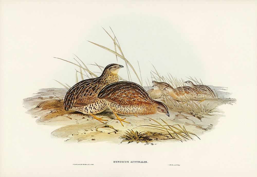 Australian Partridge (Synoicus Australis) illustrated by Elizabeth Gould (1804&ndash;1841) for John Gould&rsquo;s (1804…