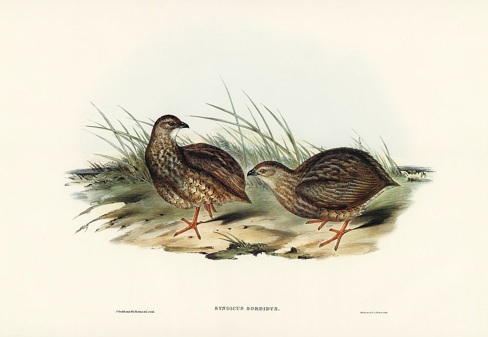 Sombre Partridge (Synoicus sordidus) illustrated by Elizabeth Gould (1804&ndash;1841) for John Gould&rsquo;s (1804-1881)…