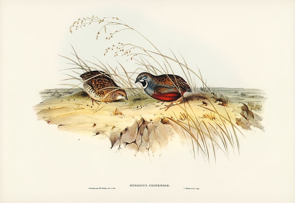 Chinese Quail (Synoicus Chinensis) illustrated by Elizabeth Gould (1804&ndash;1841) for John Gould&rsquo;s (1804-1881) Birds…