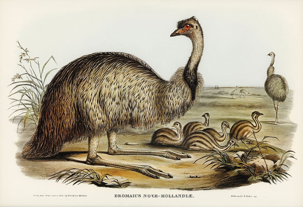 The Emu (Dromaius Novae-Hollandiae) illustrated by Elizabeth Gould (1804&ndash;1841) for John Gould&rsquo;s (1804-1881)…
