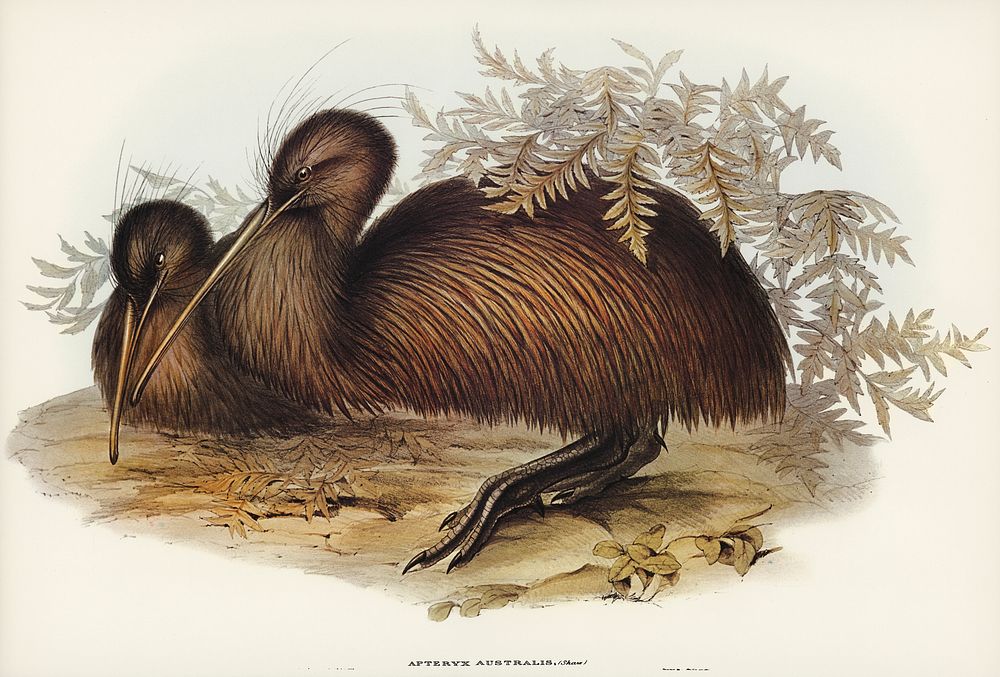 Kiwi (Apteryx Australis) illustrated by Elizabeth Gould (1804&ndash;1841) for John Gould&rsquo;s (1804-1881) Birds of…