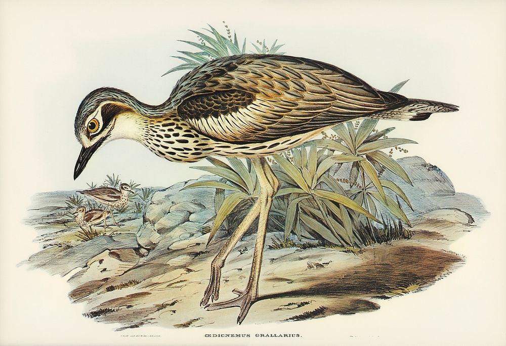 Southern Stone-Plover (Edicnemus grallarius) illustrated by Elizabeth Gould (1804–1841) for John Gould’s (1804-1881) Birds…