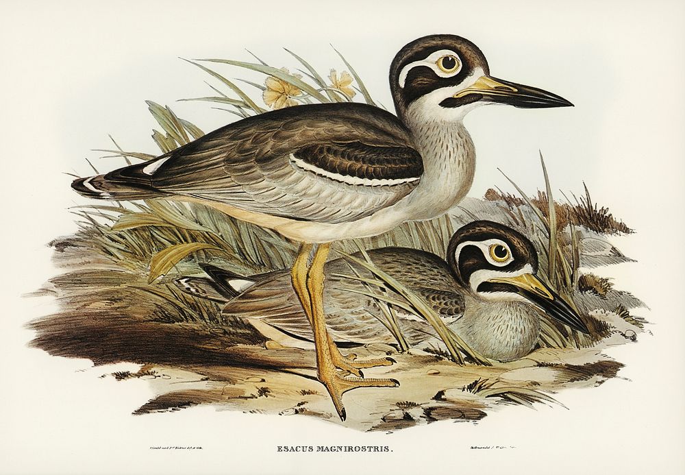 Large-billed Plover (Esacus magnirostris) illustrated by Elizabeth Gould (1804&ndash;1841) for John Gould&rsquo;s (1804…